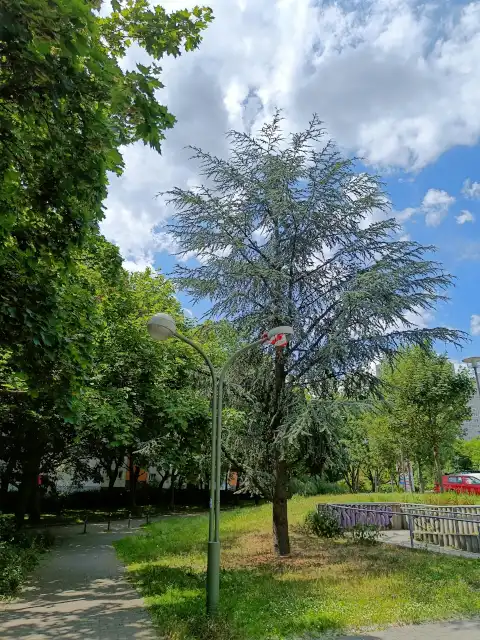 Atlaszeder