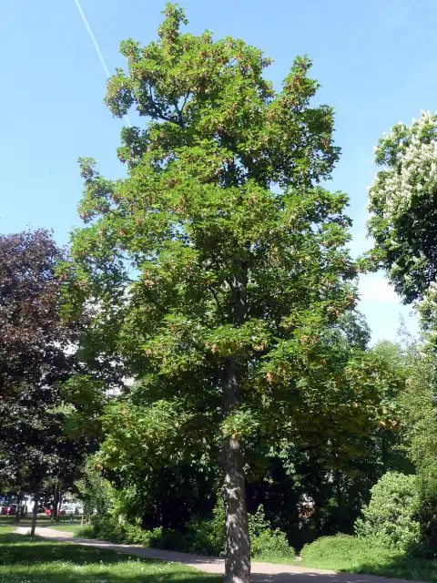 Bergahorn