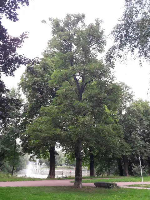Bergahorn