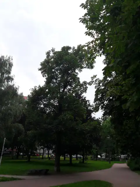 Bergahorn