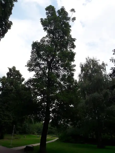 Bergahorn