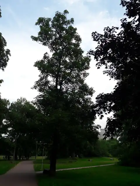 Bergahorn