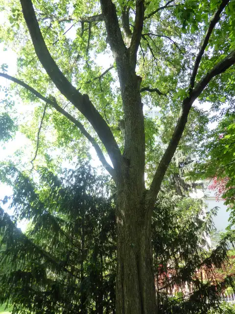 Bergulme