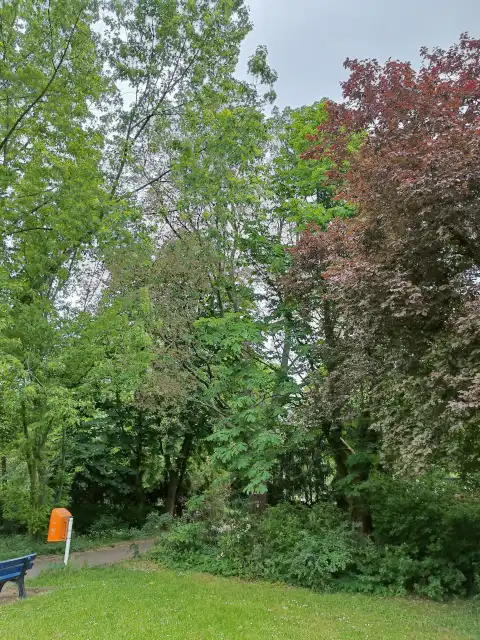 Bergulme