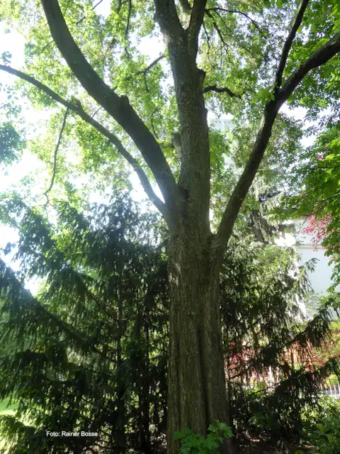 Bergulme