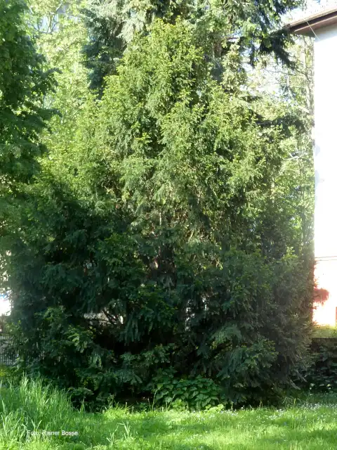 Eibe