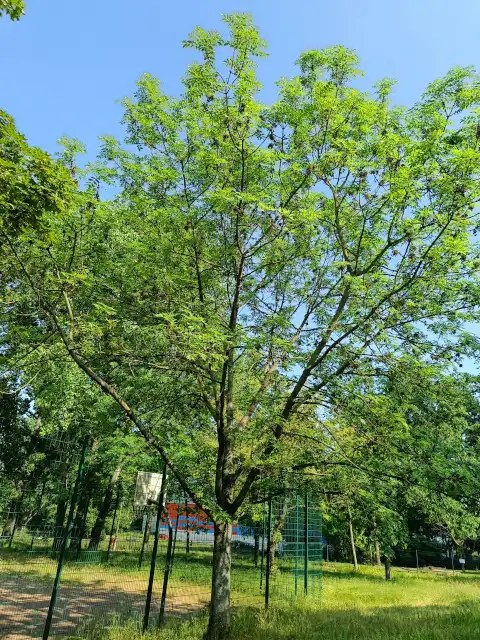 Esche