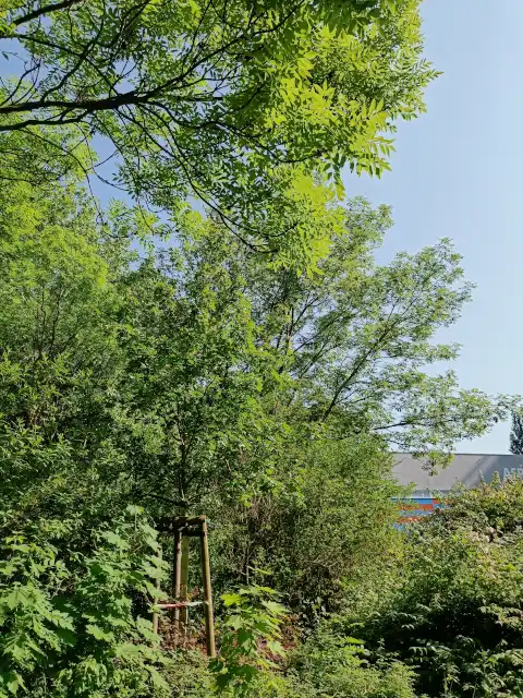 Feldahorn
