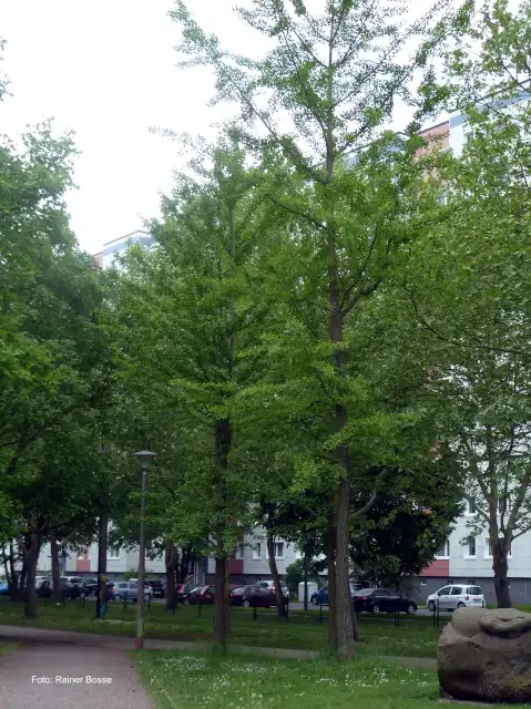 Ginkgo