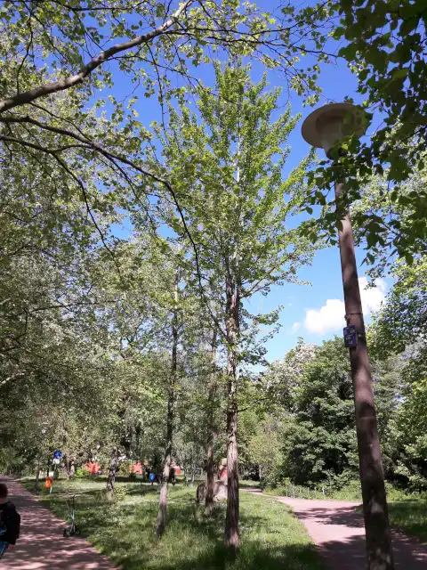 Ginkgo