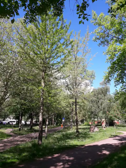 Ginkgo