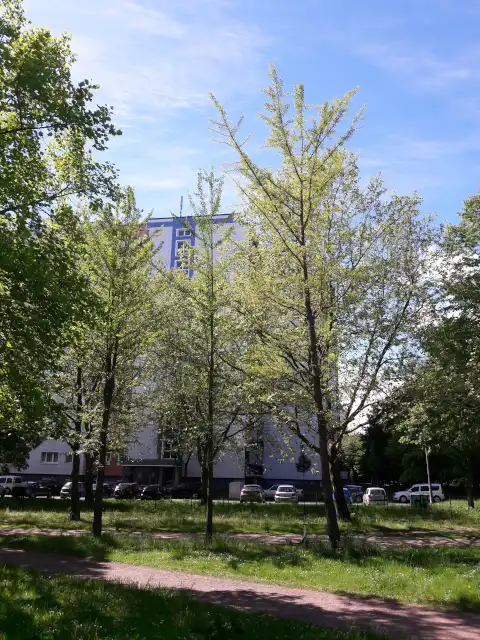 Ginkgo