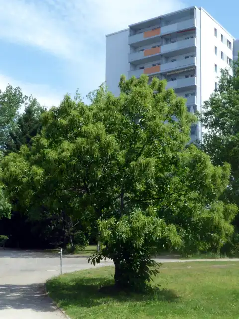 große Esskastanie