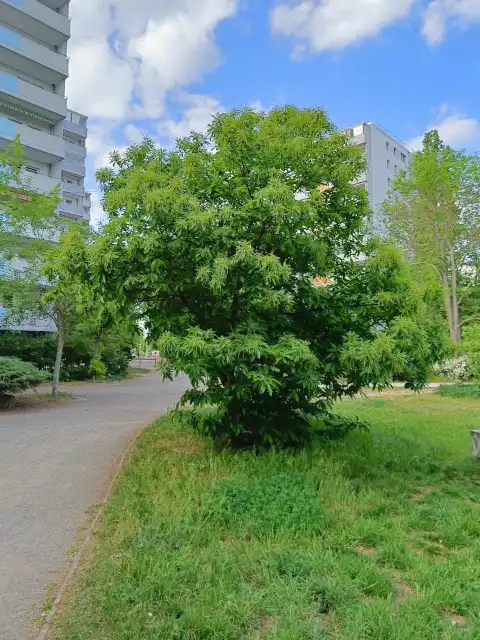 große Esskastanie