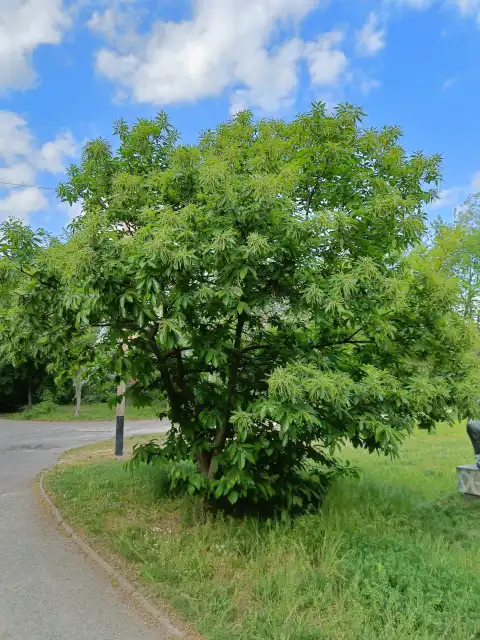 große Esskastanie