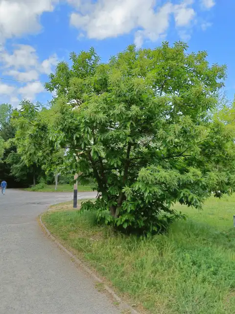 große Esskastanie