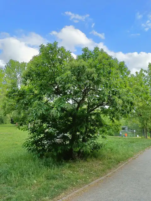 große Esskastanie