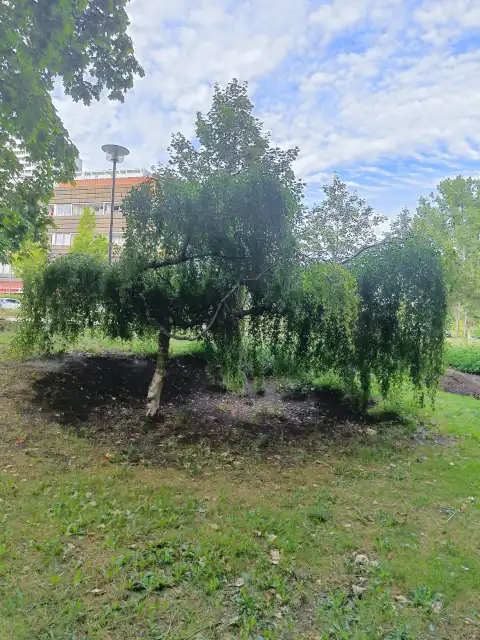 Hängebirke