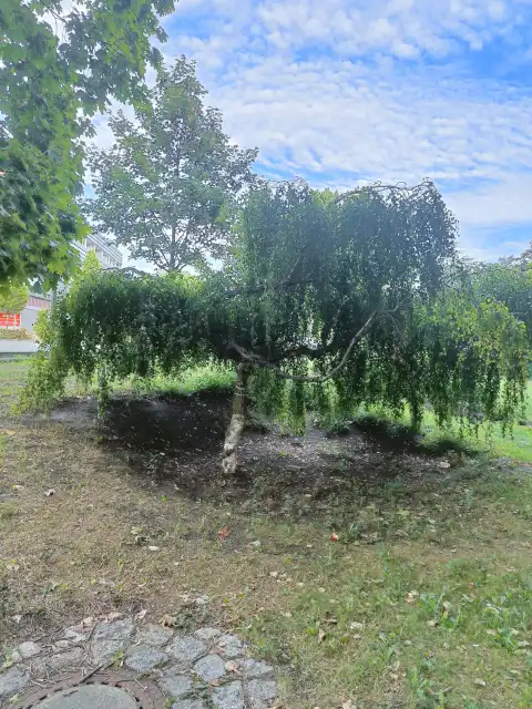 Hängebirke