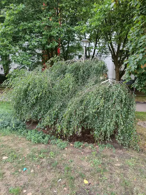 Hängebirke