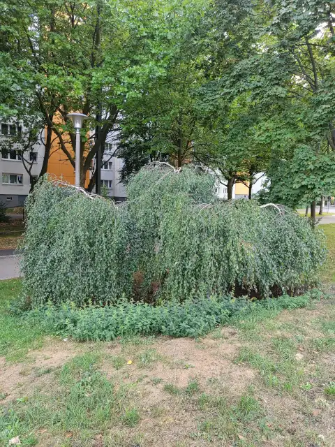 Hängebirke
