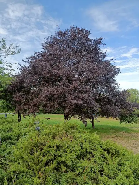 Kirschpflaume