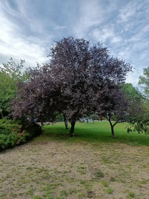 Kirschpflaume
