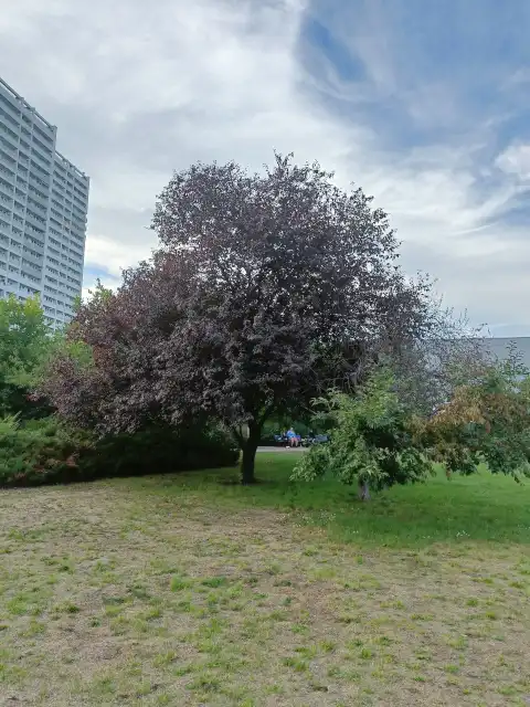 Kirschpflaume