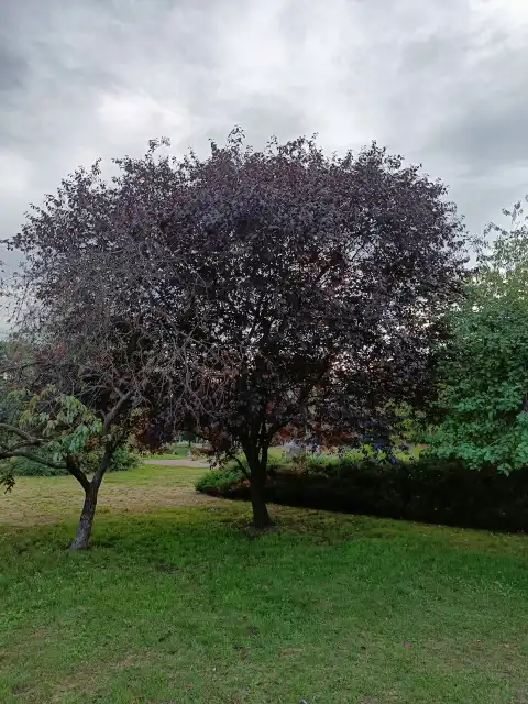 Kirschpflaume