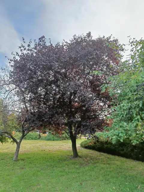 Kirschpflaume