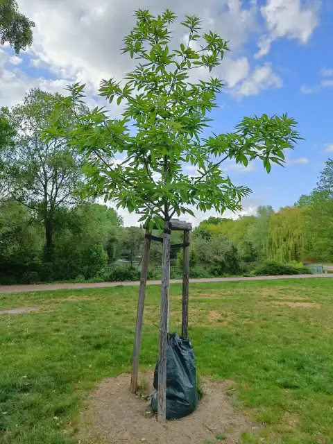 kleine Esskastanie