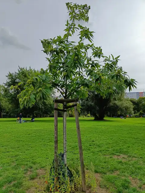 kleine Esskastanie