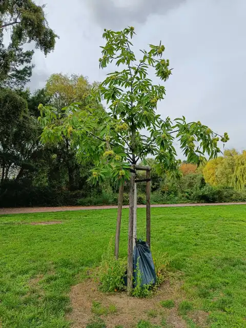 kleine Esskastanie