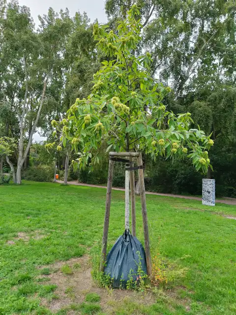 kleine Esskastanie