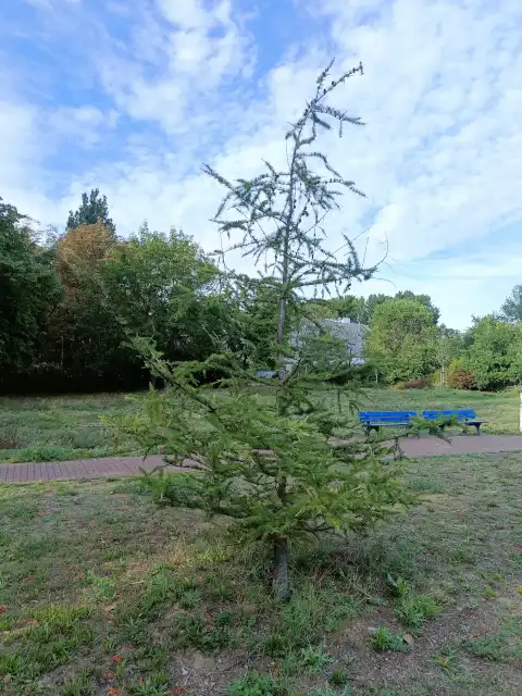 Lärche