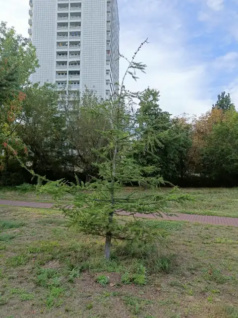 Lärche