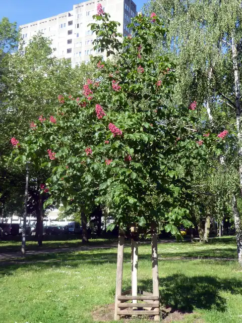 Rosskastanie