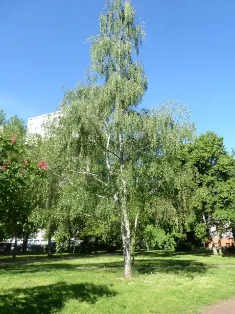 Sandbirke