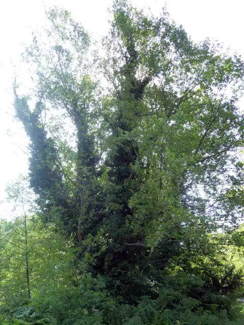 Schwarzerle