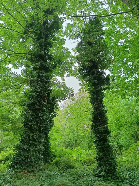 Schwarzerle