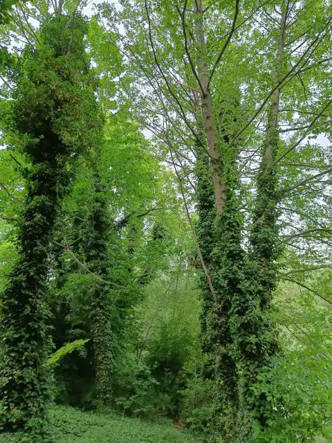 Schwarzerle