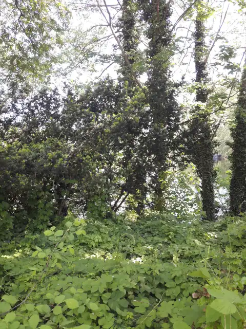 Schwarzerle