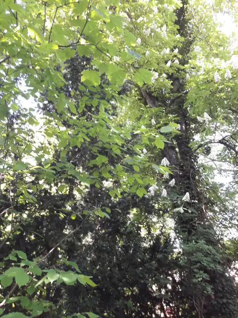 Schwarzerle