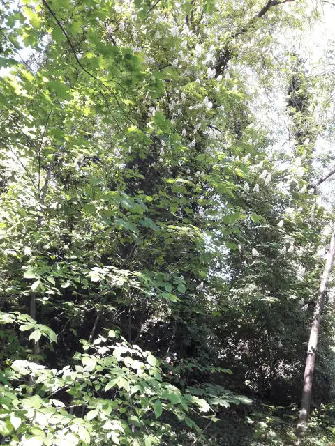 Schwarzerle