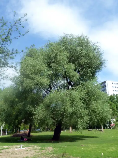 Silberweide