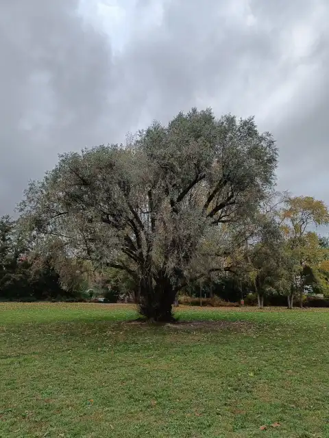 Silberweide