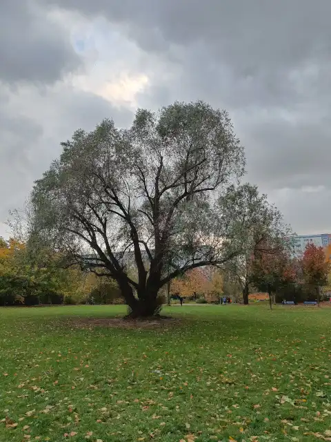 Silberweide