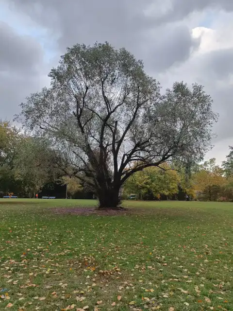Silberweide