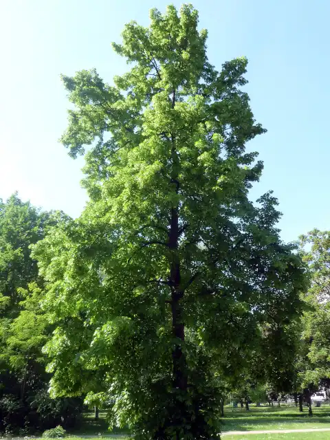 Sommerlinde