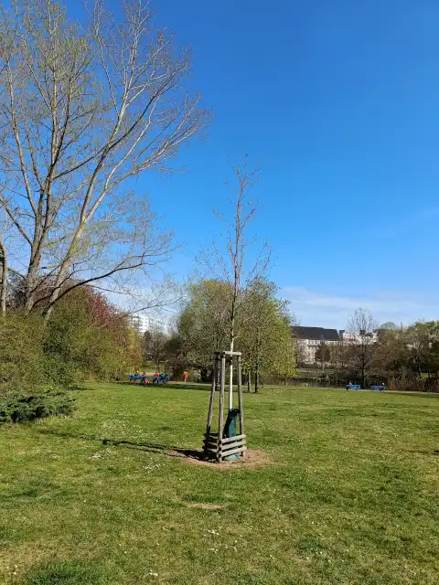 Speierling